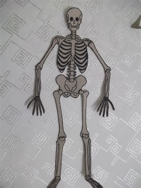 kartondan insan iskeleti yapımı